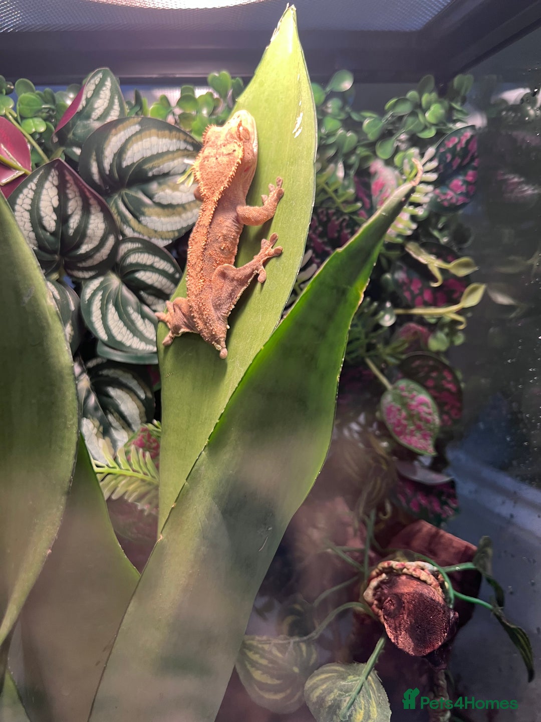 Gecko reptiles for sale: 2 baby crested geckos - Image 7
