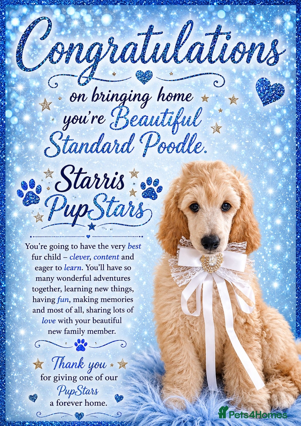 Standard Poodle dogs Baby blue  - Advert 3
