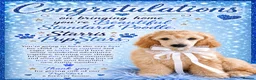 Standard Poodle dogs for sale: Baby blue  - Advert 1
