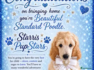 Standard Poodle dogs Baby blue - Advert 1