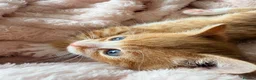 Mixed Breed cats for sale: Beautiful Ginger Kittens  - Advert 14
