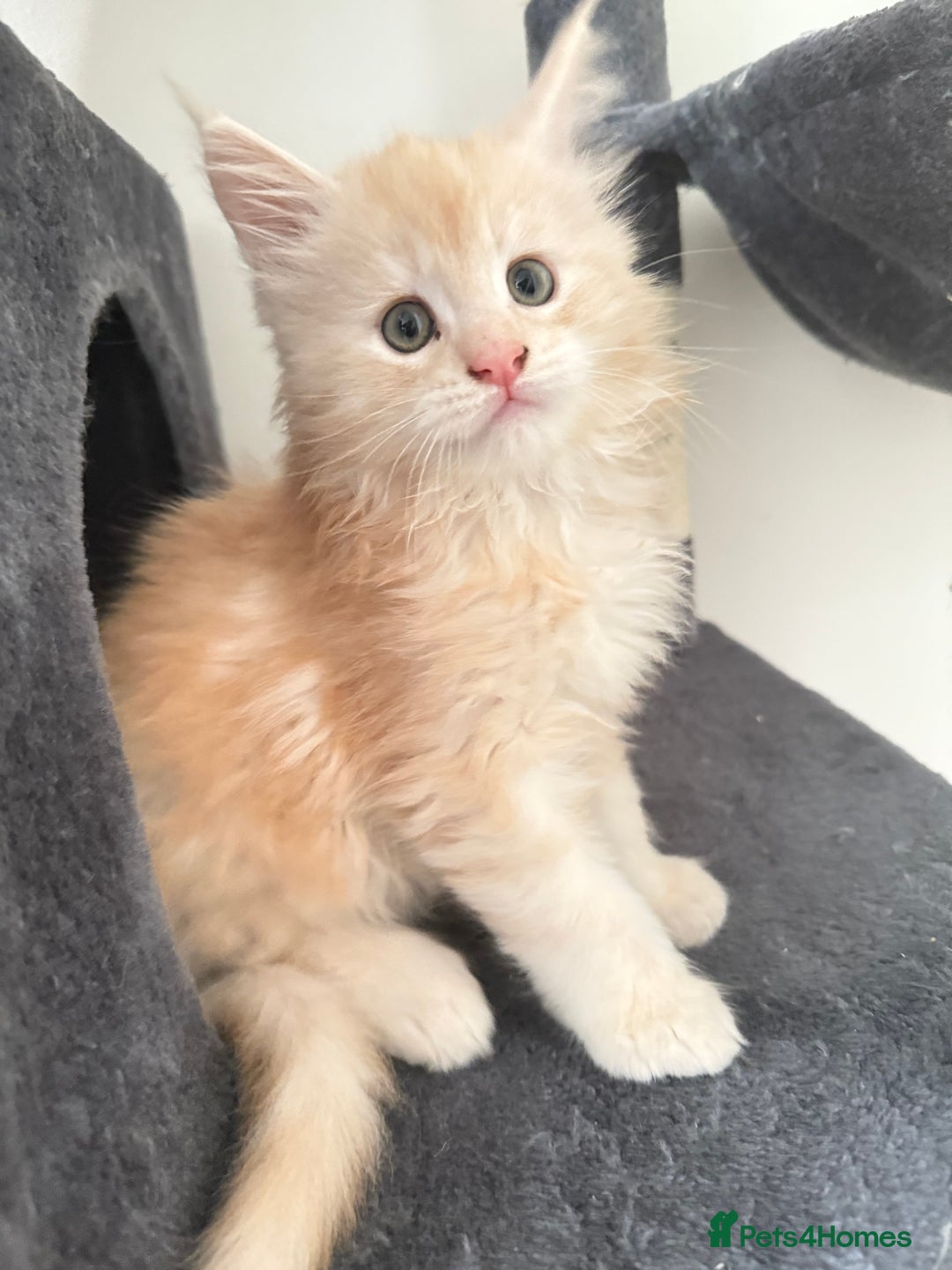Maine Coon cats for sale: Cream beautiful and fluffy kittens  in Oxford - Image 4