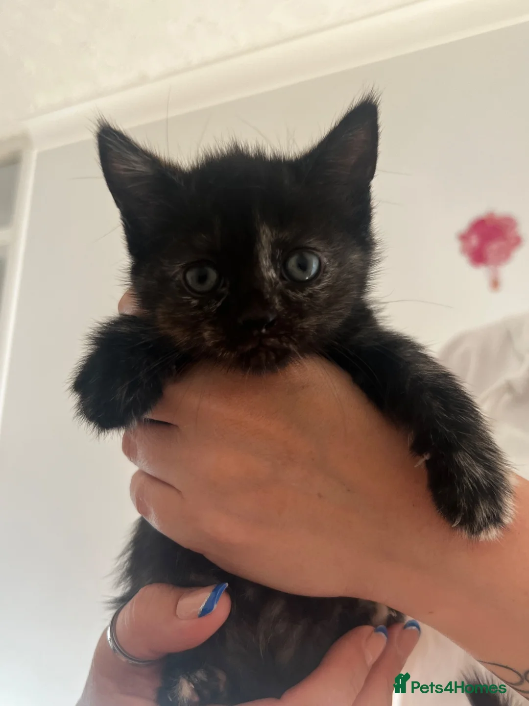 Mixed Breed cats for sale: 3 adorable calico female kittens  - Advert 2