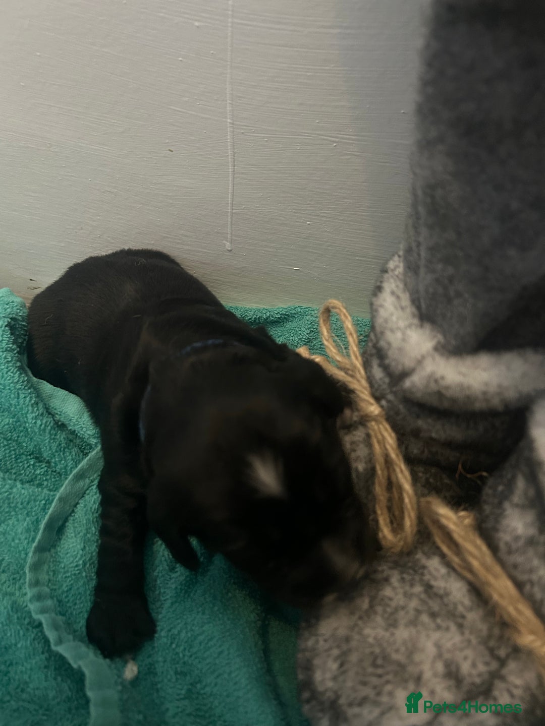 Cocker Spaniel dogs for sale: K C registered Cocker spaniel puppies  - Advert 12