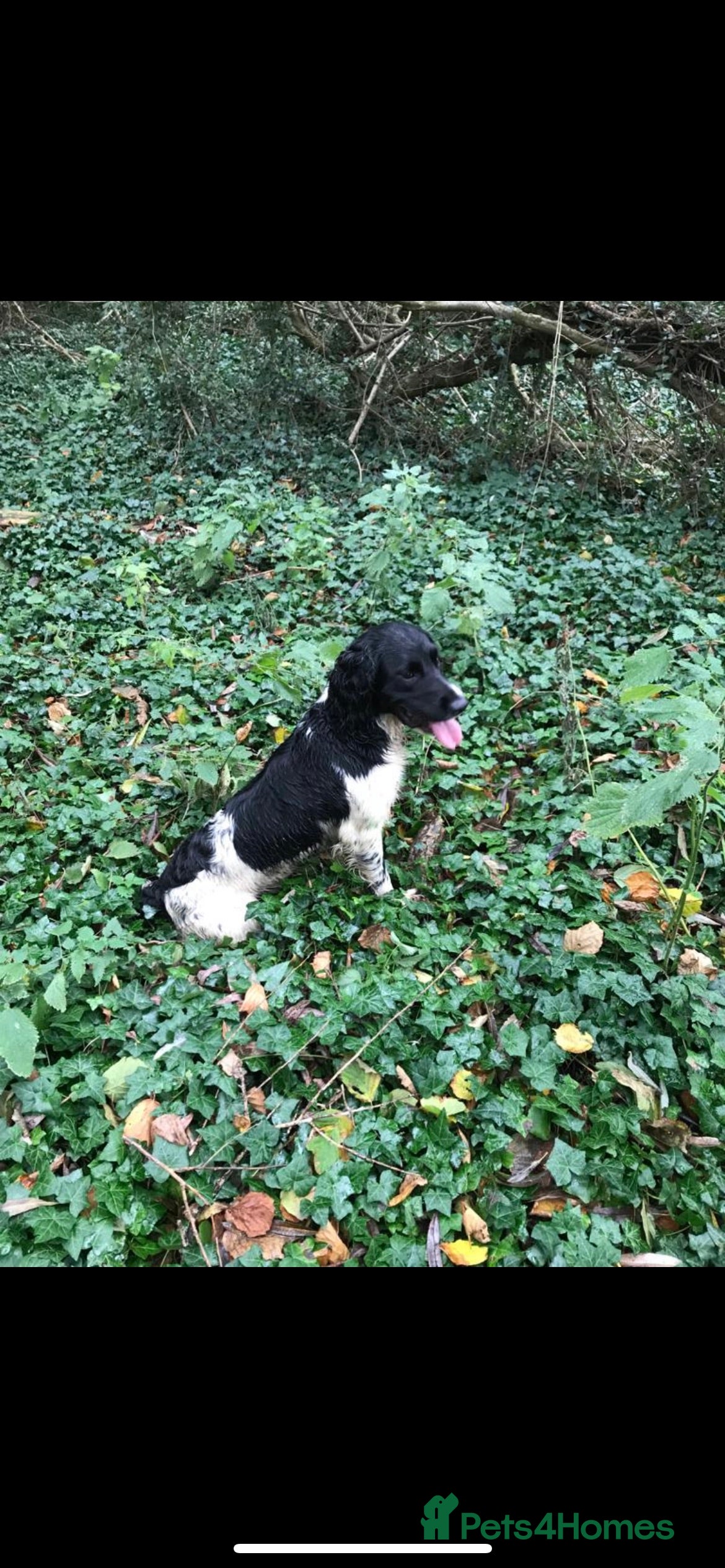 English Springer Spaniel dogs FULLY HEALTH TESTED BLACK AND WHITE SPRINGER. in Market Drayton - Advert 15