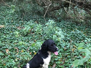 English Springer Spaniel dogs in Market Drayton - Advert 2