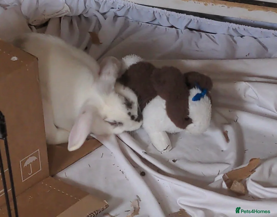 English Lop rabbits for sale: Female rabbit  in Torquay - Advert 3