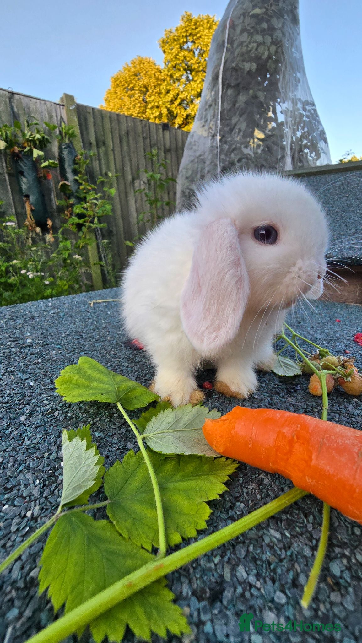 Mini Lop rabbits Cute and playful healthy bunnies  - Advert 2