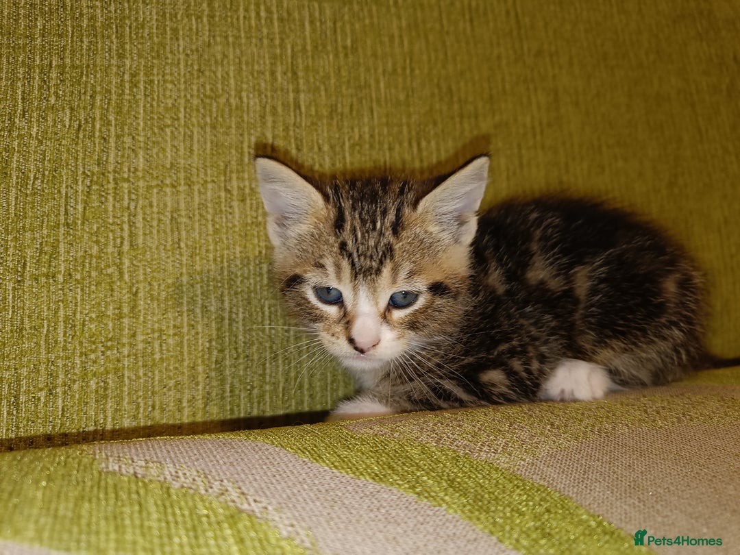 Mixed Breed cats for sale: Calico Mum, Tabby Dad kittens for sale - Image 28