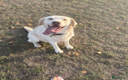 Labrador Retriever dogs for stud: Beautiful champagne boy for Stud - Image 1