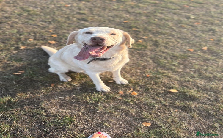 Labrador Retriever dogs - Advert 14
