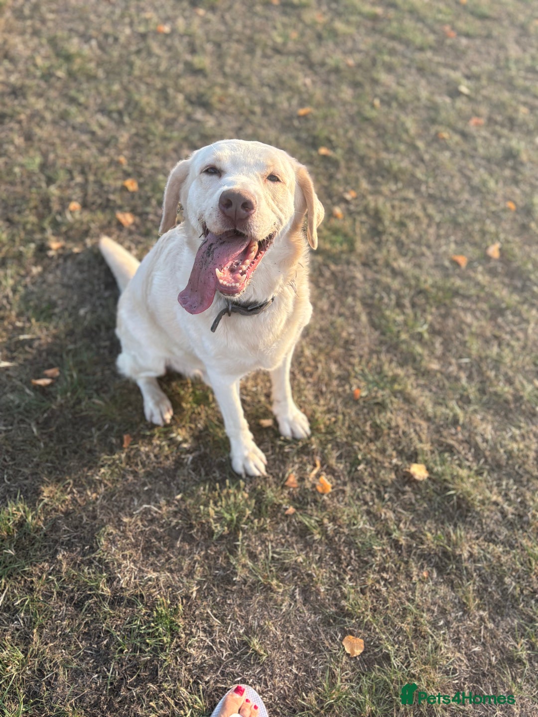 Labrador Retriever dogs for stud: Beautiful champagne boy for Stud - Image 1