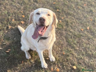 Labrador Retriever dogs - Advert 9