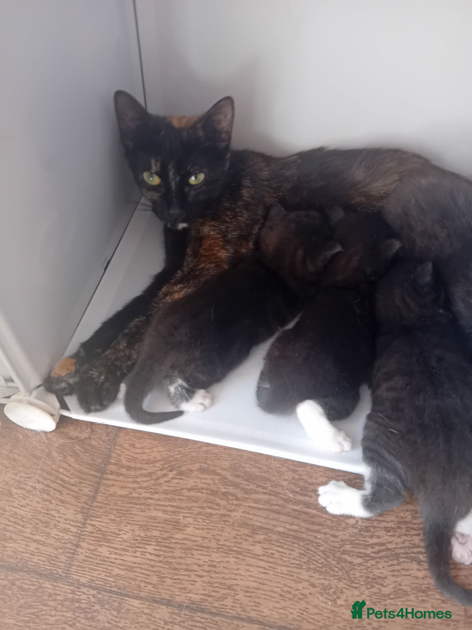 Mixed Breed cats Tortoiseshell cross kittens - Advert 2