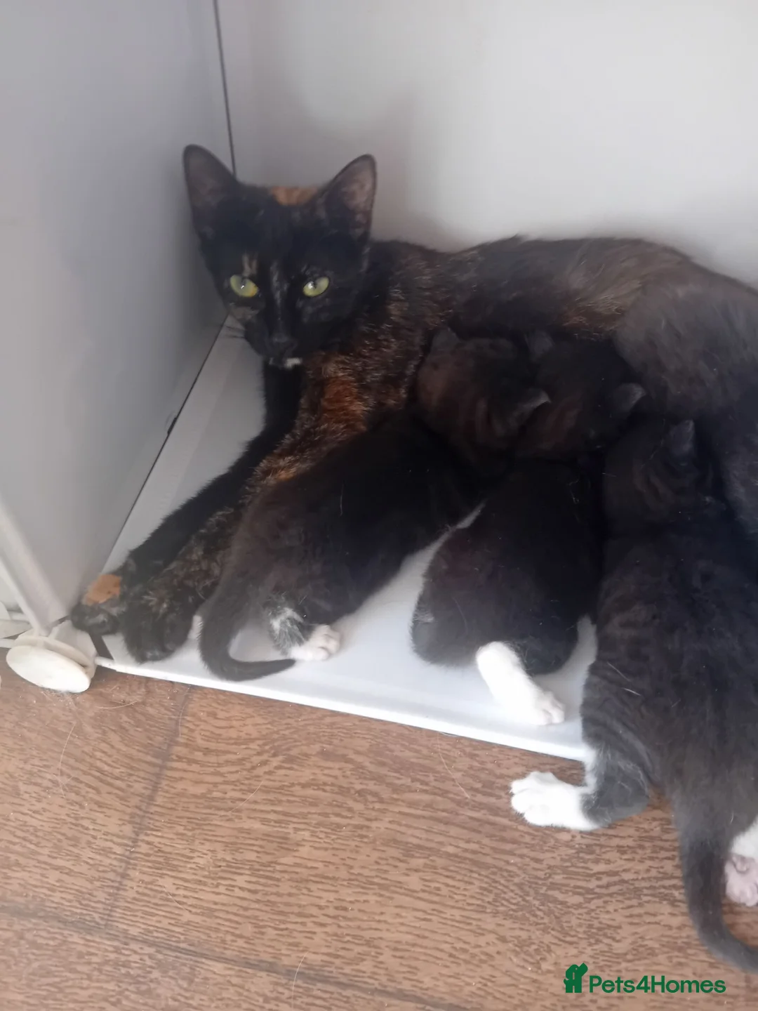 Mixed Breed cats for sale: Tortoiseshell cross kittens - Advert 1