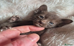 Oriental cats for sale: 2 Oriental boys left ( sold ) - Image 10