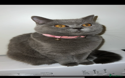 British Longhair cats for sale: British Longhair Girl - Image 8