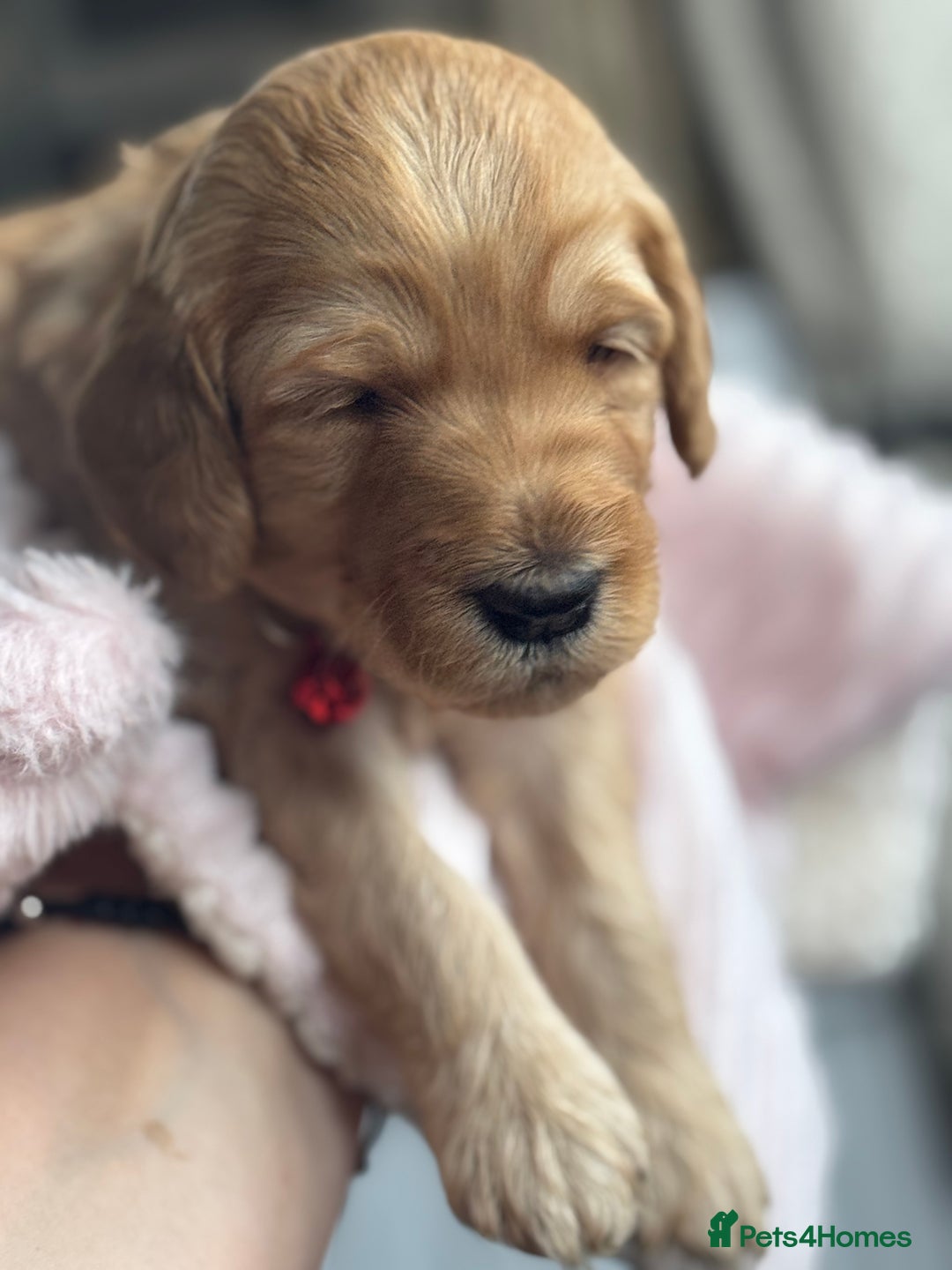 Australian Labradoodle dogs for sale: Genuine Australian Labradoodle (not poodle-lab mix in Wallington - Image 21