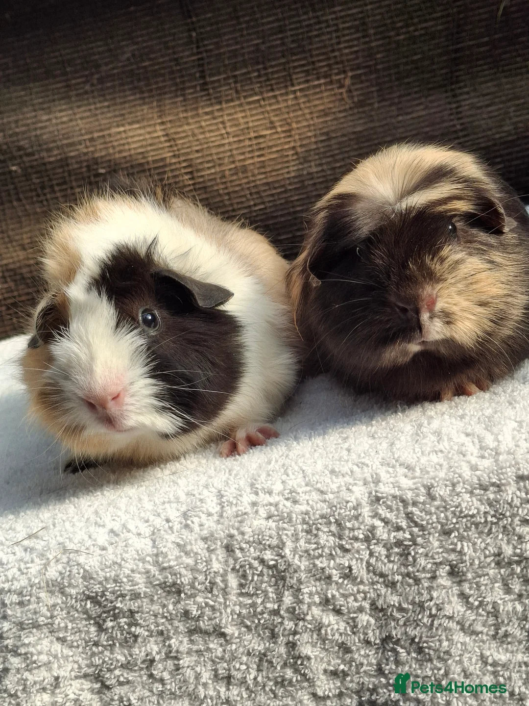 Guinea Pig rodents for sale: Baby Male Guineapigs  - Advert 1