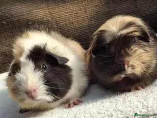 Guinea Pig rodents Baby Male Guineapigs - Advert 2