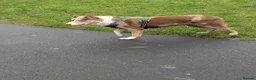 Border Collie dogs for stud: Max whyte - Advert 3