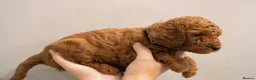 Cavapoo dogs for sale: Red cavapoo puppies in Birmingham - Advert 3