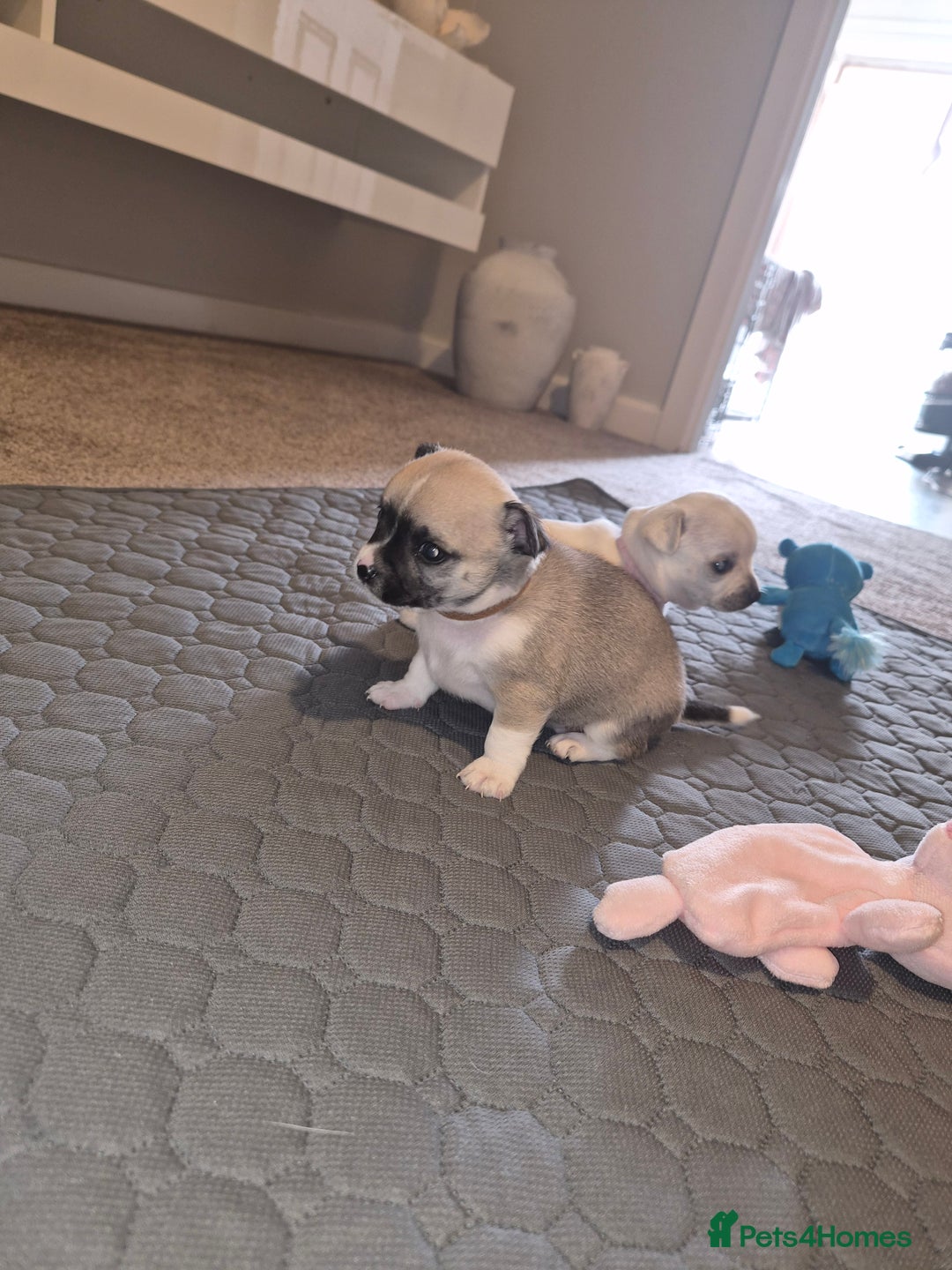 Chihuahua dogs for sale: 4 beautiful chihuahua puppies - Image 17