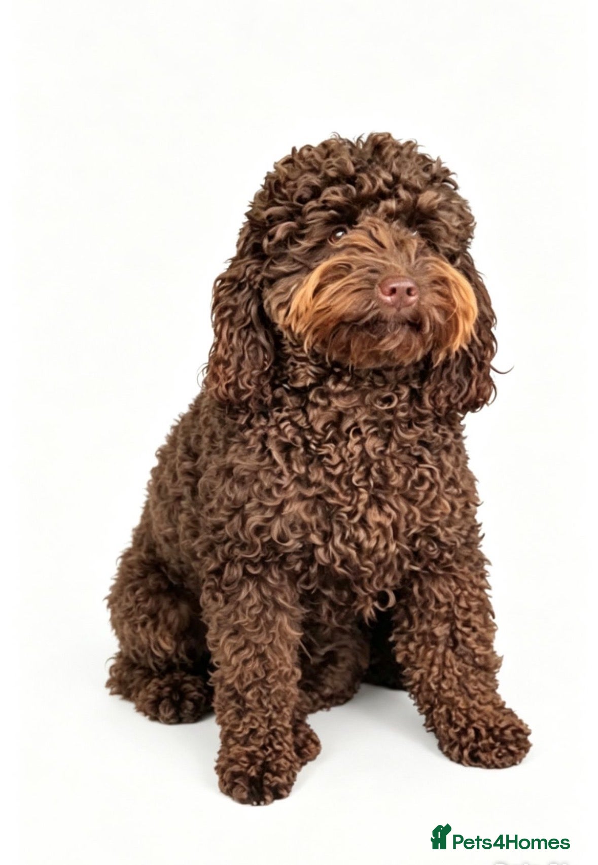 Cockapoo dogs Miniature cockapoo  - Advert 2