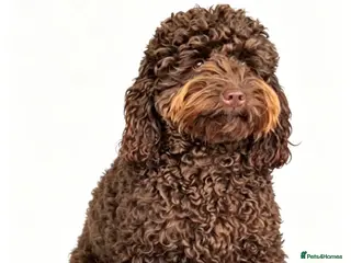 Cockapoo dogs Miniature cockapoo - Advert 5