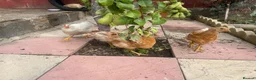Chickens poultry for sale: 1 male chicken and 3 female  in Slough - Advert 2