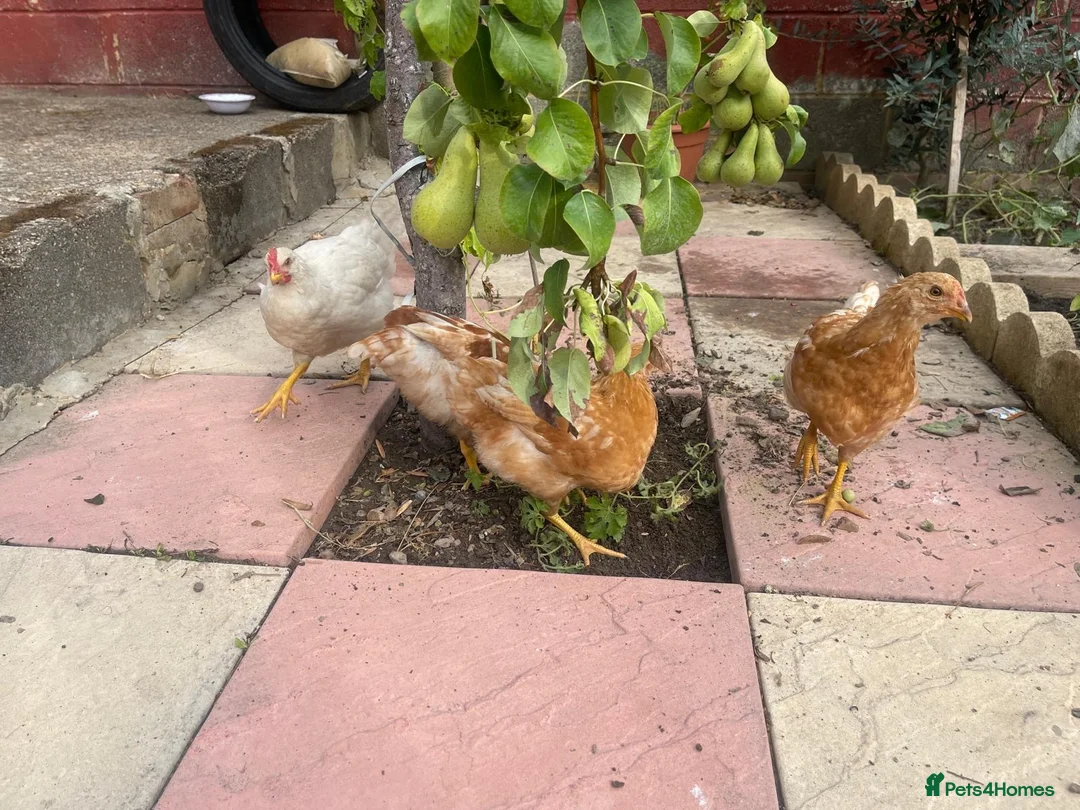 Chickens poultry for sale: 1 male chicken and 3 female  in Slough - Advert 2