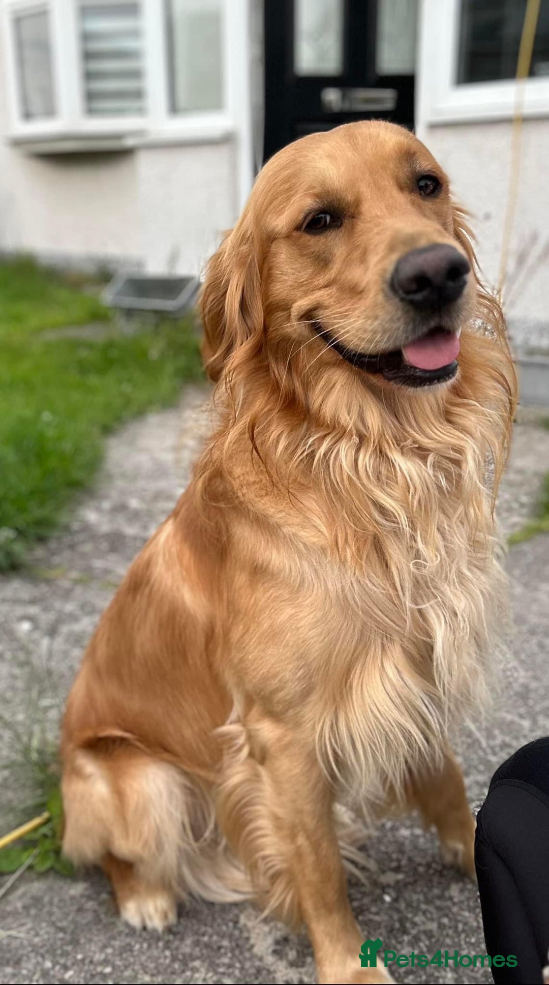 Golden Retriever dogs for stud: For stud in Fleetwood - Advert 4