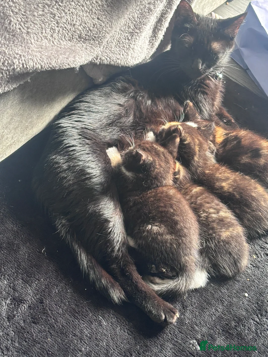 Domestic Shorthair cats for sale: Female Kittens - Advert 2