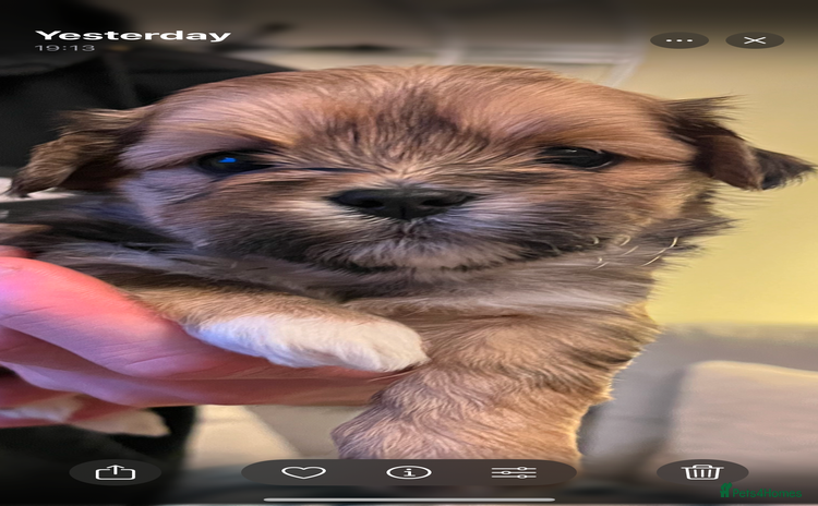 Lhasa Apso dogs - Advert 12