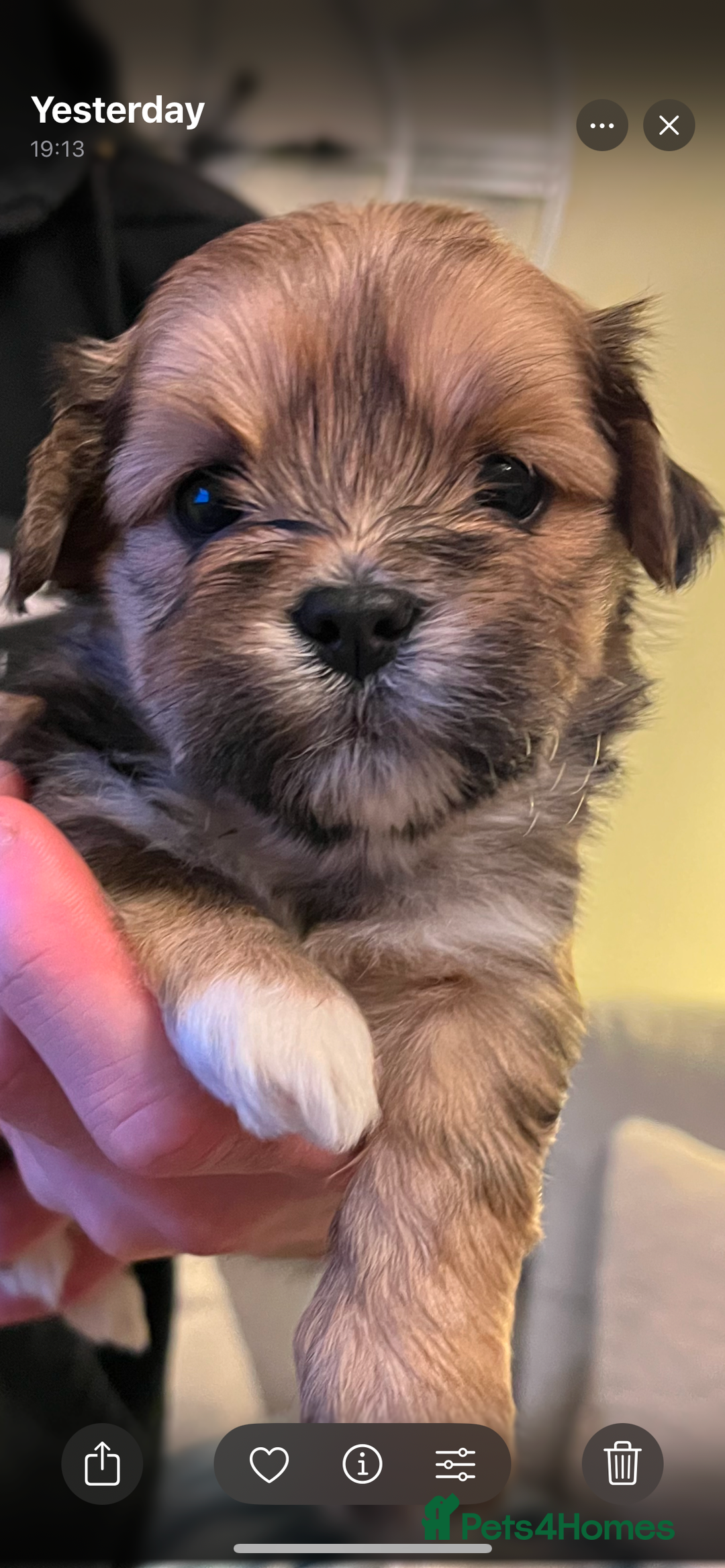 Lhasa Apso dogs for sale: Adorable pedigree Lhasa apso pups  - Advert 1