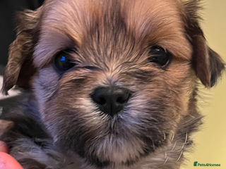 Lhasa Apso dogs - Advert 2