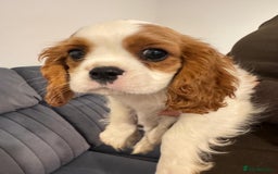 Cavalier King Charles Spaniel dogs for sale: ⭐Cavalier Boy -0% COI & Fully Health Tested⭐ - Image 1