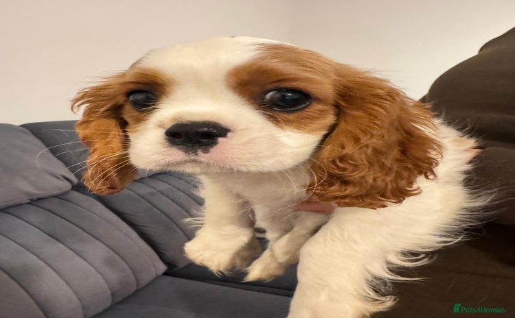 Cavalier King Charles Spaniel dogs - Advert 2
