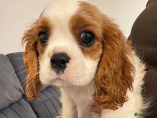 Cavalier King Charles Spaniel dogs - Advert 2