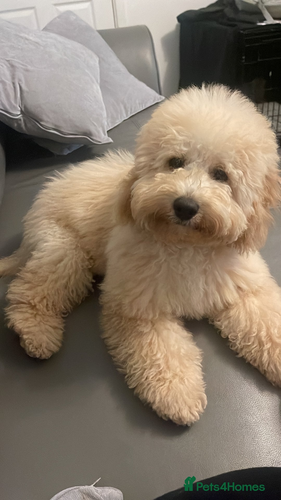 Cockapoo dogs for sale: 7 month old cockapoo (Male) - Advert 2