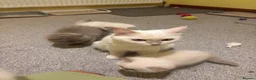 Ragdoll cats for sale: ACTIVE FAWN POINT GIRL AVAILABLE  in Norwich - Advert 7
