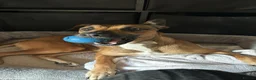 Mixed Breed dogs for sale: 3 year old Mixed breed Luna needs a new home in Crook - Advert 4