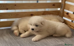Samoyed dogs for stud: Purebred KC Registered SAMOYED Stud for Breeding  in Reading - Image 23