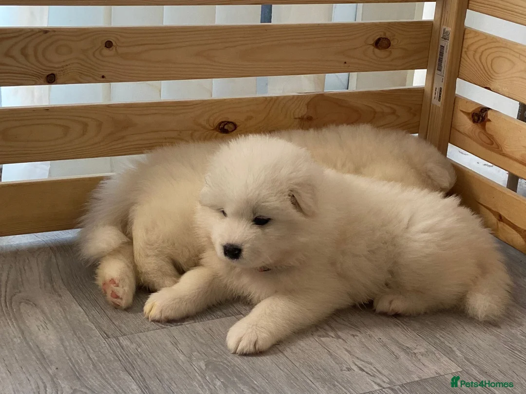 Samoyed dogs for stud: Purebred KC Registered SAMOYED Stud for Breeding  in Reading - Advert 23