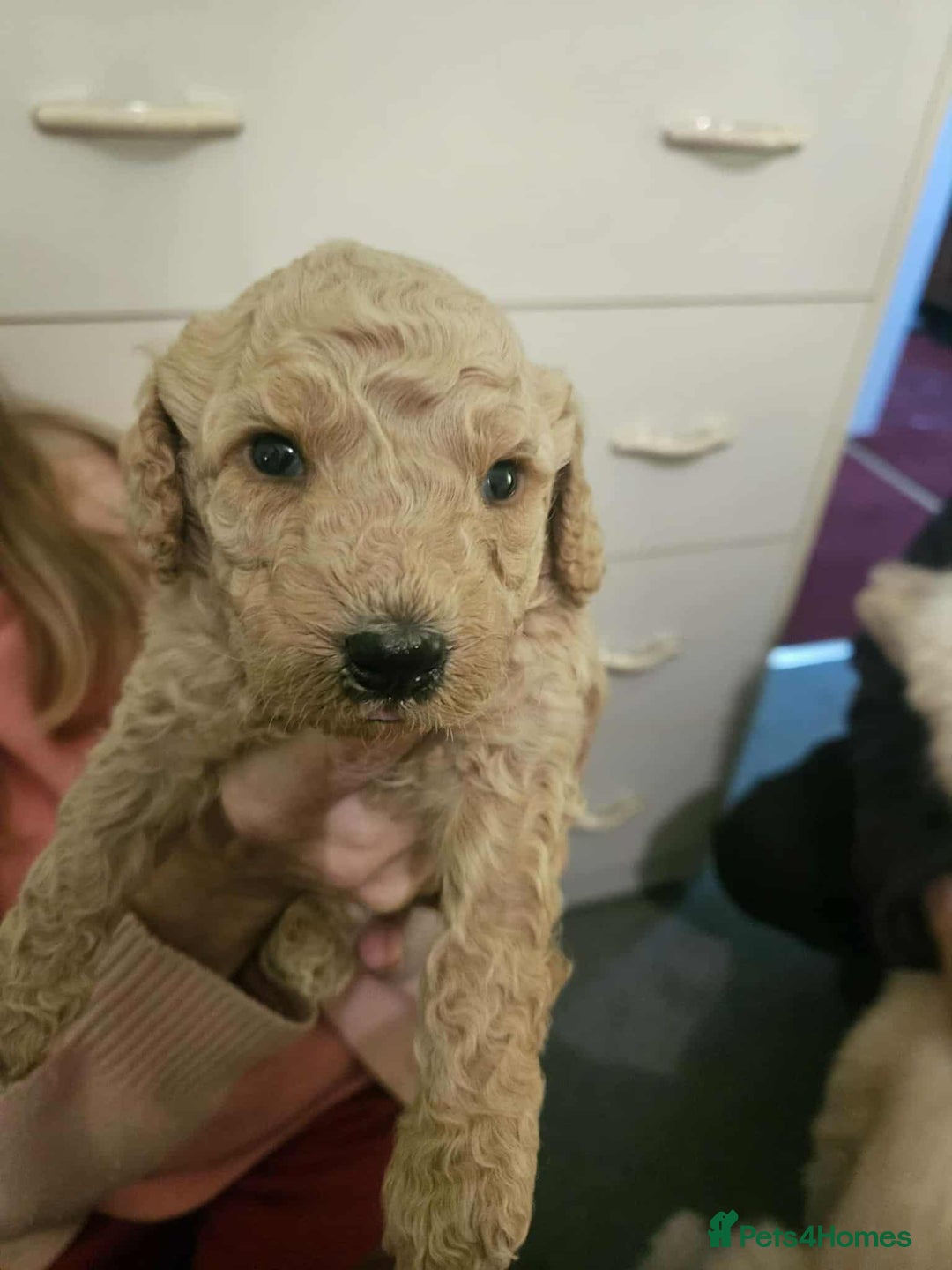 Poodle dogs for sale: miniature poodle puppies for sale (READY NOW ) - Advert 7