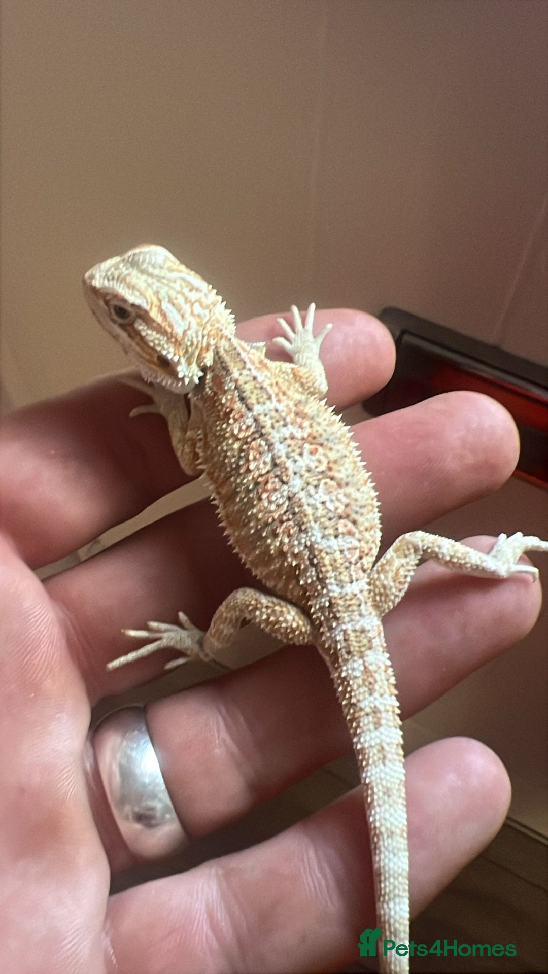 Bearded Dragon reptiles for sale: 60 Baby bearded dragons  - Image 6