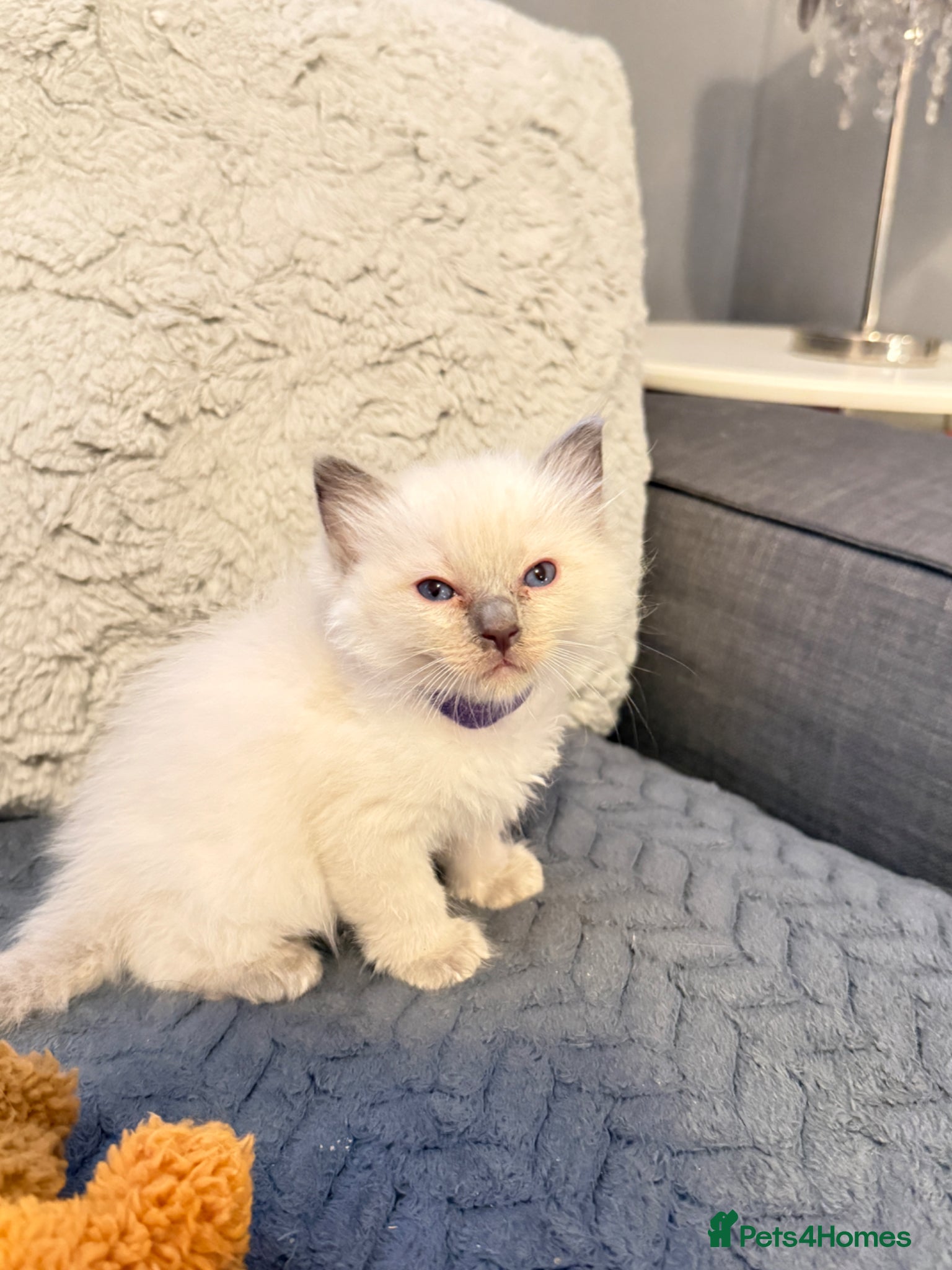 Ragdoll cats *** 3 Beautiful Pure Ragdoll Kittens left *** - Advert 1