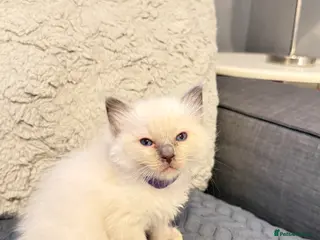 Ragdoll cats *** 3 Beautiful Pure Ragdoll Kittens left *** - Advert 1