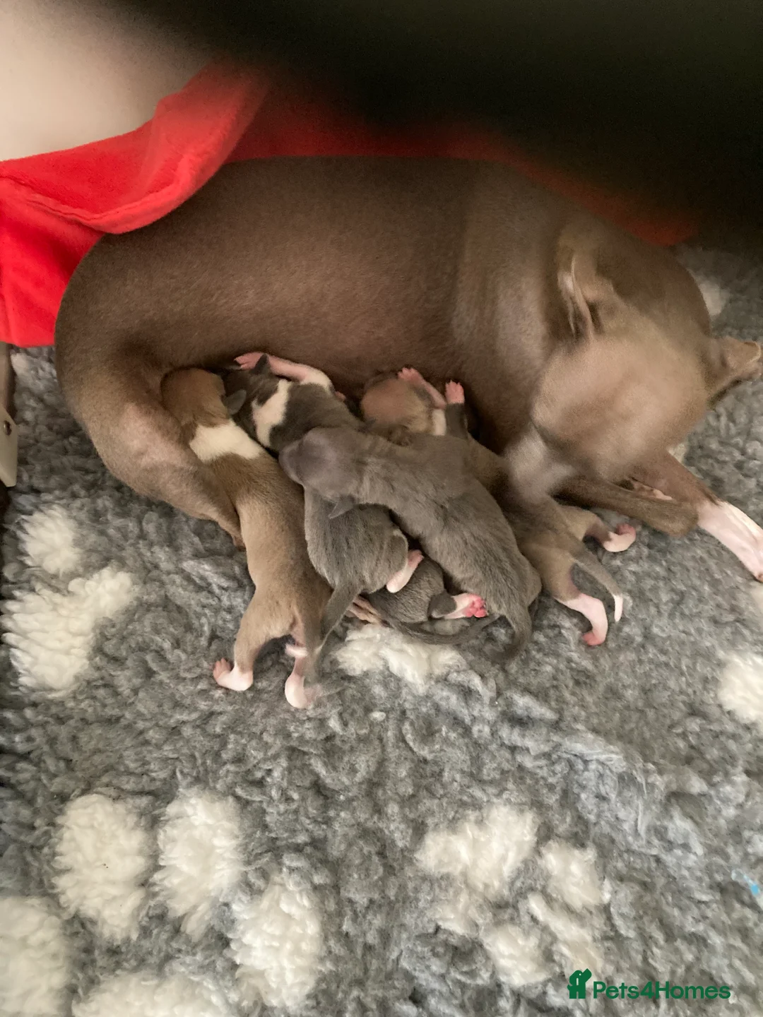 Italian Greyhound dogs for sale: Kennel club registered Italian greyhound puppies - Advert 11