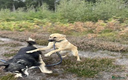 Mixed Breed dogs for adoption: Luanna - Norwich Norfolk  - Image 15